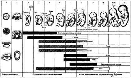 Описание: http://www.botan0.ru/files/biology/image260.gif