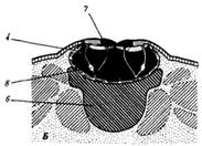 Описание: http://www.botan0.ru/files/biology/image262.gif