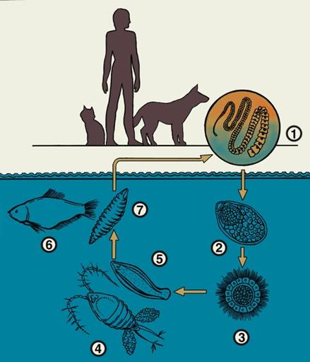 Рис. 2. Схема жизненного цикла широкого лентеца-возбудителя дифиллоботриоза: 1 — гельминт, паразитирующий в тонкой кишке окончательных хозяев (человека, кошки, собаки); 2 — яйцо широкого лентеца, выделенное окончательным хозяином в окружающую среду (в пресноводный водоем); 3 — личинка, сформировавшаяся из яйца в воде (корацидий); 4 — промежуточный хозяин рачок (циклоп), заглатывающий личинку, которая в полости его тела превращается в процеркоид (5); 6 — дополнительный хозяин — рыба, проглотившая рачка, в организме которой происходит дальнейшее развитие личинки и превращение ее в плероцеркоид (7). Окончательные хозяева заражаются при питании рыбой, содержащей личинки лентеца.