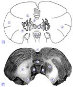 Описание: ядра мозжечка.gif