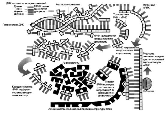 Схема синтеза белка