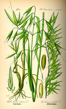 Овёс обыкновенный, или кормовой. Ботаническая иллюстрация из книги О. В. Томе Flora von Deutschland, Österreich und der Schweiz, 1885