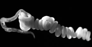Малощетинковый червь Olavius algarvensis