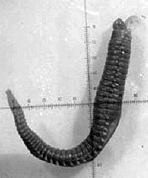 «Горячий» червь Paralvinella sulfincola