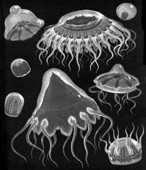 Глубоководные медузы