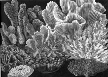 Рифообразующие кораллы Мирового океана