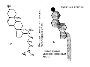 Молекула холестерина (холестерола) в виде химической формулы (А) и схематического изображения (Б)