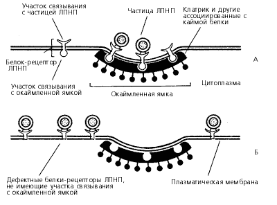 Схема связывания ЛПНП с белком-рецептором в нормальной (А) и мутантной (Б) с дефектными белками-рецепторами клетках