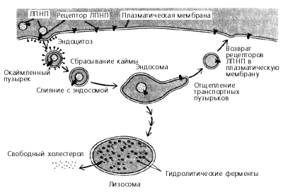 Транспорт ЛПНП в клетку и деградация их в лизосоме до холестерола